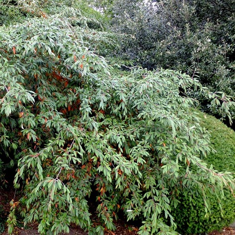 Кизильник иволистный "Репенс" (Cotoneaster salicifolius "Repens")