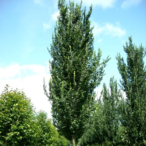Вяз гибридный "Колумелла" (Ulmus hybride "Columella") (300-350, 8/10, С35)