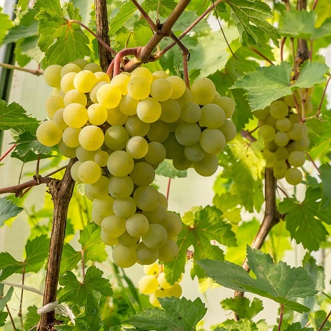 Виноград столовый (Mensam uvas)
