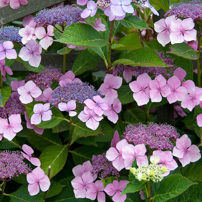 Гортензия зонтичная (Hydrangea umbrella stare)
