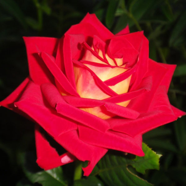 Роза чайно-гибридная "Нью Фэшн" (Rosa Hybrid Tea "New Fashion")