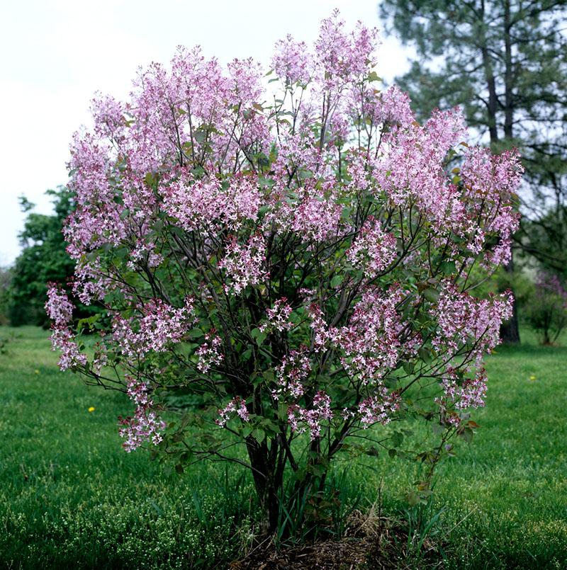 Сирень венгерская (Syringa josikaea)