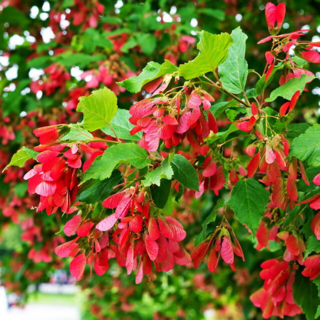 Клен татарский (Acer tataricum)