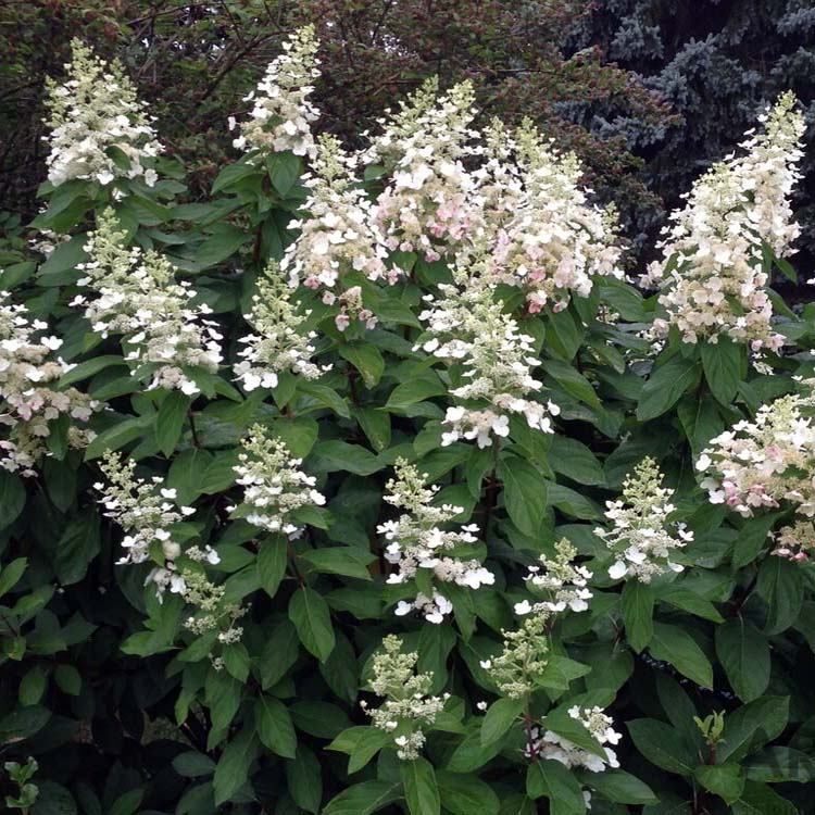 Гортензия метельчатая "Тардива" (Hydrangea paniculata "Tardiva"))