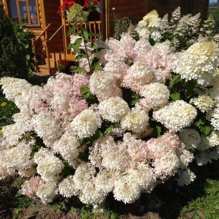 Гортензия метельчатая "Фантом" (Hydrangea paniculata "Phantom"))