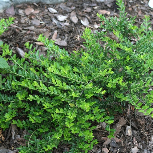 Жимолость шапочная "Моос Грин" (Lonicera pileata "Moss Green")