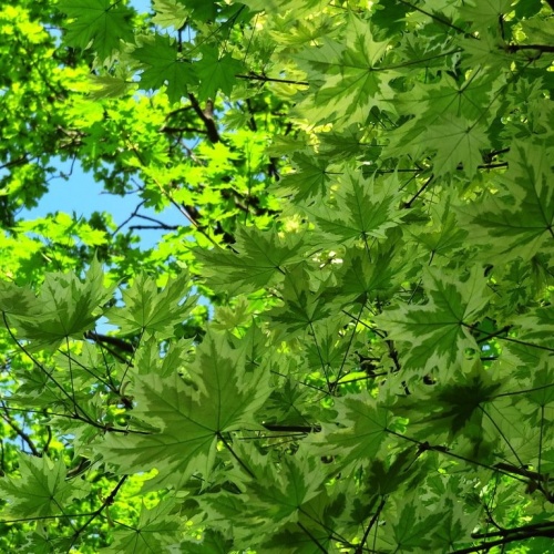 Клен остролистный "Друммонди" (Acer platanoides "Drummondii") (р.300-350, 8/10, WRB)