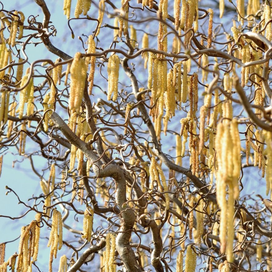 Лещина обыкновенная "Конторта" (Corylus avellana "Сontorta")