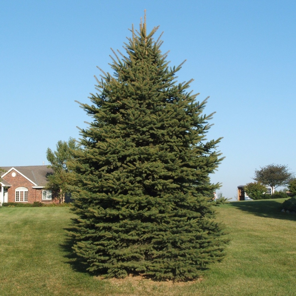 Ель европейская (Picea abies)