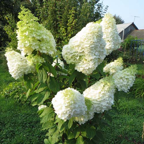 Гортензия метельчатая "Геркулес" (Hydrangea paniculata "Hercules")