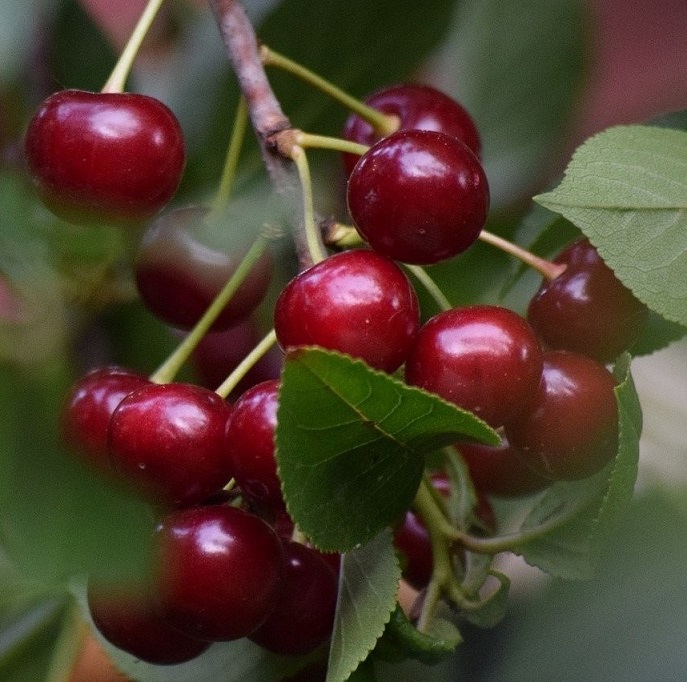 Вишня "Подбельская" (5-6 лет) (Prunus)