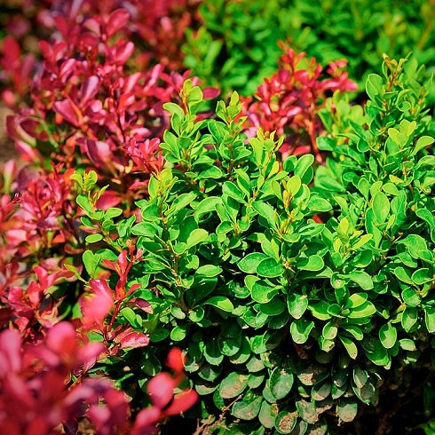 Барбарис Тунберга (Berberis thunbergii)