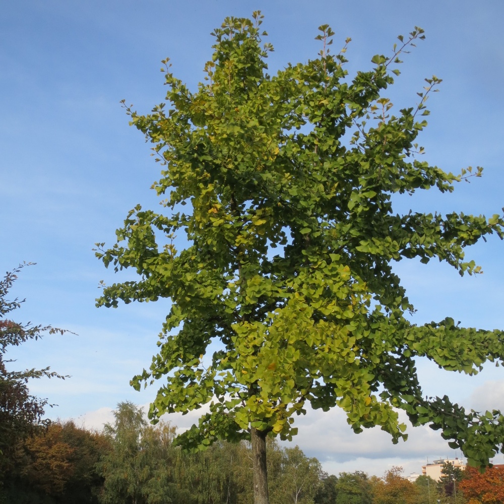Гинкго двулопастный "Горизонталис" (Ginkgo bilōba "Horisontalis")
