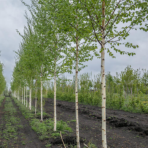 Береза белая (Betula alba)