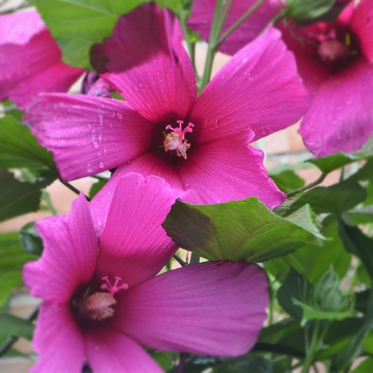 Гибискус (малиновый) (Hibiscus)