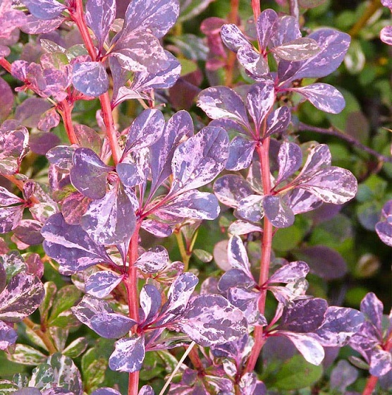 Барбарис Тунберга "Фламинго" (Berberis thunbergii "Flamingo")